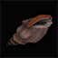 Seashell 2.png