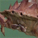 Crab.png