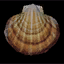 Seashell 3.png